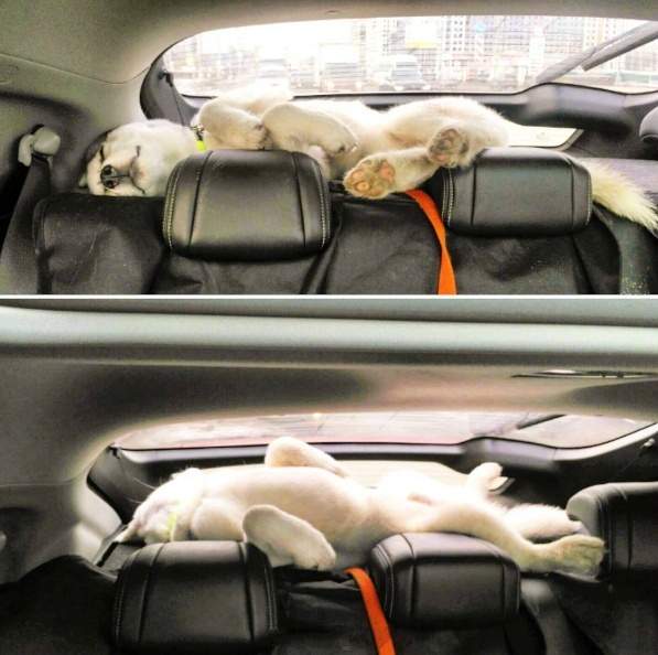 《哈士奇睡成這樣》網友看到都心有戚戚焉 《哈士奇睡成這樣》網友看到都心有戚戚焉