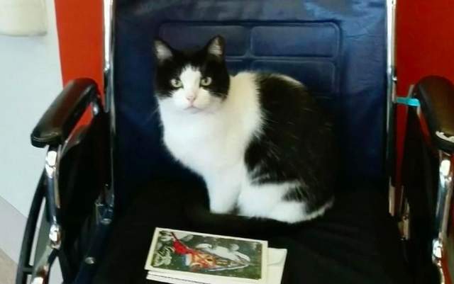 浪貓流浪到老人安養院　還在那裏找到了工作（笑）