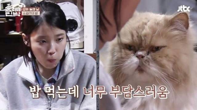 IU開粉絲見面會《監督吃飯的貓也送來花籃》祝語是：汪汪喵喵汪汪