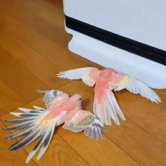 《排隊取暖的鸚鵡》完全臣服於暖爐的同時也不忘照順序輪流ww 《排隊取暖的鸚鵡》完全臣服於暖爐的同時也不忘照順序輪流ww