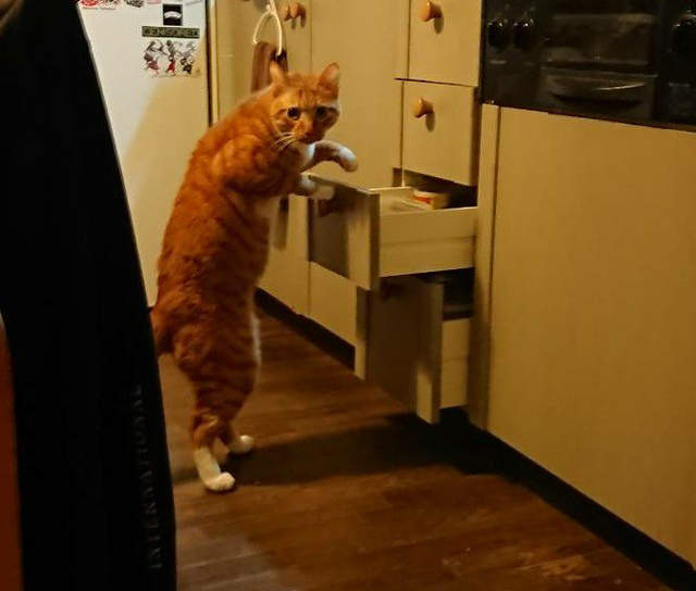 《寵物犯罪現場》就算被當場抓包也不會認罪的毛小孩們ww 《寵物犯罪現場》就算被當場抓包也不會認罪的毛小孩們ww