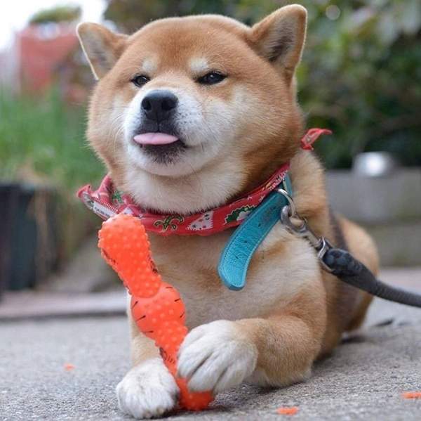 《萌殺飼主的狗吐舌畫面》誰能想過舌頭也能這麼萌( ´∀｀)σ