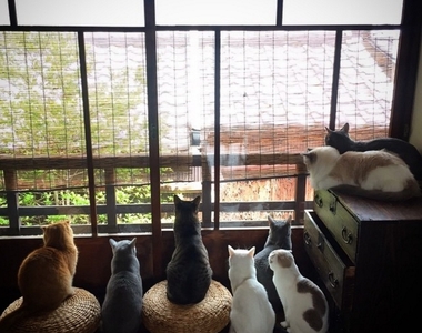 《京都町家貓咪咖啡廳》和式風情的毛茸茸治癒貓咪cafe 《京都町家貓咪咖啡廳》和式風情的毛茸茸治癒貓咪cafe
