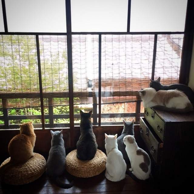 《京都町家貓咪咖啡廳》和式風情的毛茸茸治癒貓咪cafe 《京都町家貓咪咖啡廳》和式風情的毛茸茸治癒貓咪cafe