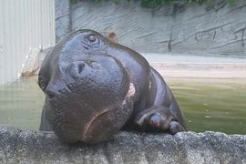 吐舌頭的《河馬寶寶》在推特上爆紅萌倒一堆網友~ 吐舌頭的《河馬寶寶》在推特上爆紅萌倒一堆網友~