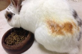 《被暖爐烤焦的兔屁屁》不說還以為是烤棉花糖ww 《被暖爐烤焦的兔屁屁》不說還以為是烤棉花糖ww