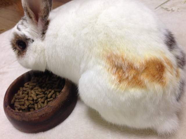 《被暖爐烤焦的兔屁屁》不說還以為是烤棉花糖ww 《被暖爐烤焦的兔屁屁》不說還以為是烤棉花糖ww