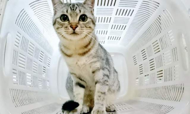《充滿未來感的貓咪》原來用洗衣籃就可以拍出這麼酷炫的效果