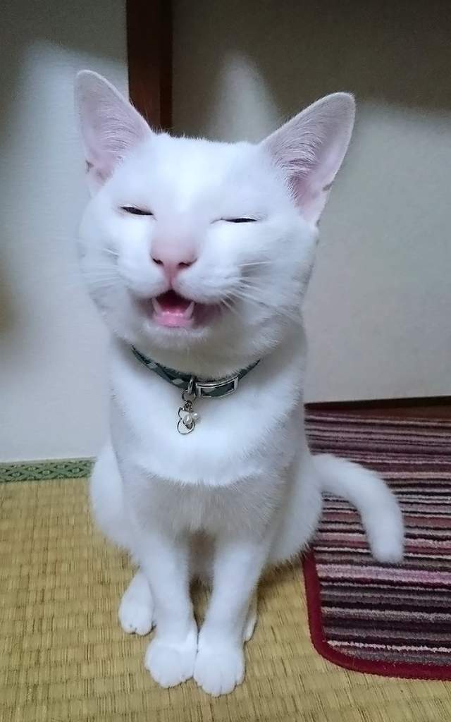 《小偷貓想偷零食》喵星人：愚蠢的人類～藏哪都沒有用的