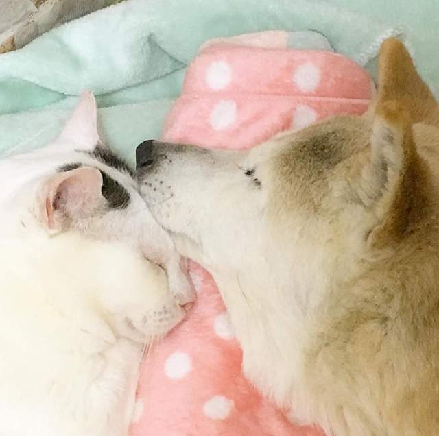 《照顧失智症狗狗的貓咪》貓咪也有這樣溫柔的時候