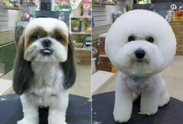 《Twitter頭像方形變圓形》各種對比圖紛紛出爐