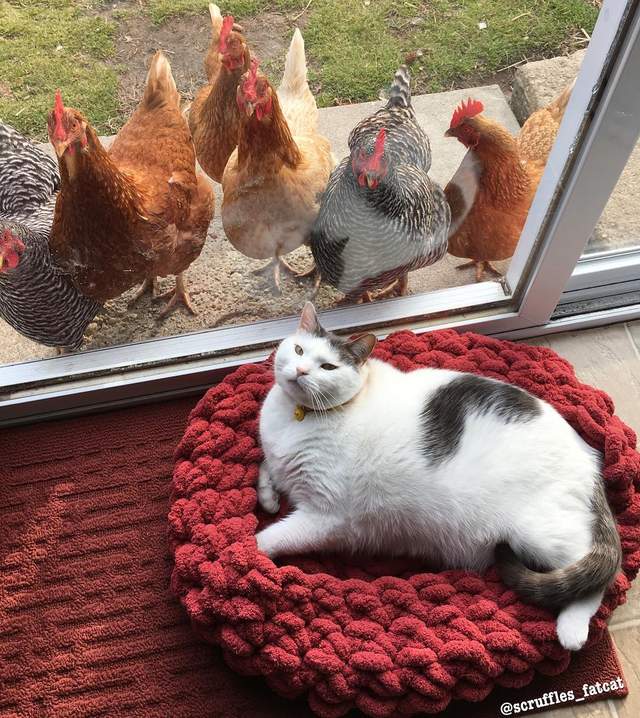 逗趣《眾雞圍觀肥貓畫面》哇~從來沒看過這麼胖的貓呢~ 逗趣《眾雞圍觀肥貓畫面》哇~從來沒看過這麼胖的貓呢~