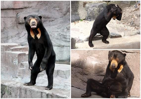 動物界顏藝帝《太陽熊微妙寫真》乍看之下還以為是工作人員扮的… 動物界顏藝帝《太陽熊微妙寫真》乍看之下還以為是工作人員扮的…