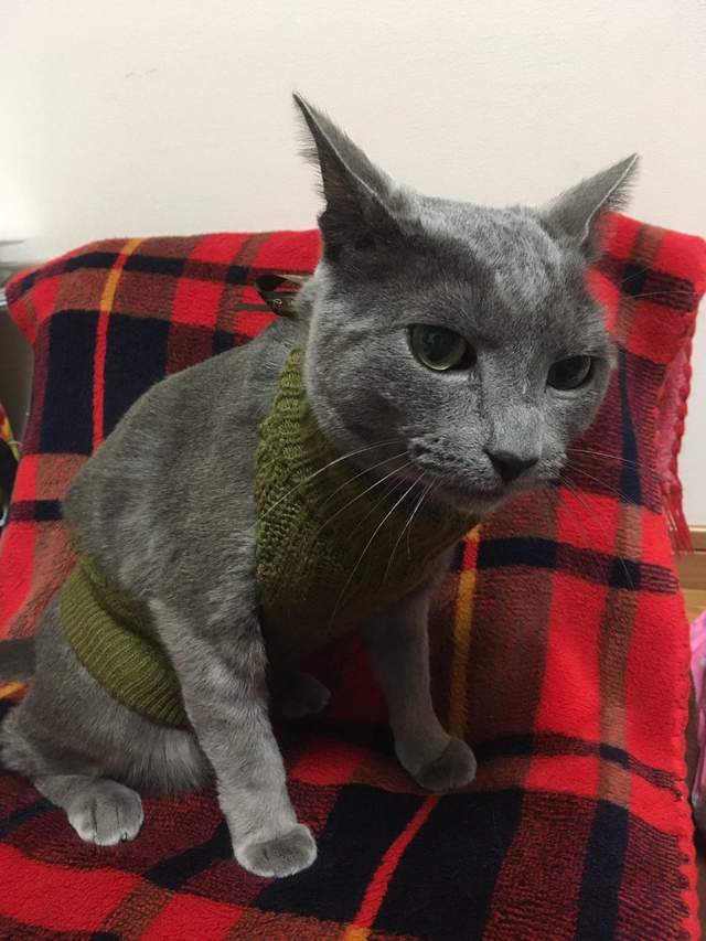 殺死處男的《露背高領毛衣》貓咪版 溢出的肉肉可以殺死貓奴惹 殺死處男的《露背高領毛衣》貓咪版 溢出的肉肉可以殺死貓奴惹