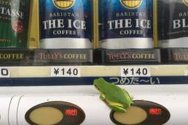 多數目擊《自動販賣機上的青蛙》今天要喝什麼好呢?(誤) 多數目擊《自動販賣機上的青蛙》今天要喝什麼好呢?(誤)