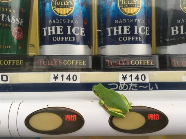 多數目擊《自動販賣機上的青蛙》今天要喝什麼好呢？（誤）