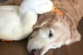 《黃金獵犬與鴨子的友誼》跨越種族的汪汪呱呱好朋友~ 《黃金獵犬與鴨子的友誼》跨越種族的汪汪呱呱好朋友~