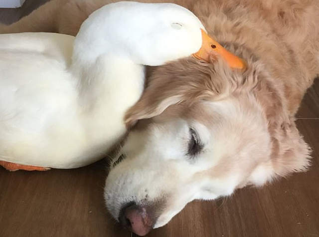 《黃金獵犬與鴨子的友誼》跨越種族的汪汪呱呱好朋友~ 《黃金獵犬與鴨子的友誼》跨越種族的汪汪呱呱好朋友~