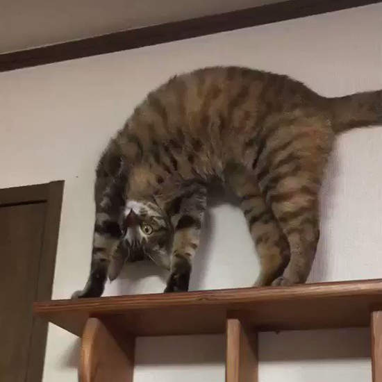 《姿勢超謎的貓咪》哪時候養成這爬高高練瑜珈的興趣啦ww 《姿勢超謎的貓咪》哪時候養成這爬高高練瑜珈的興趣啦ww