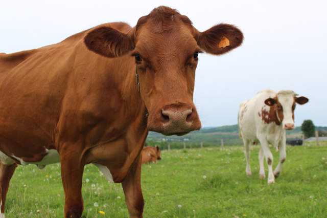 驚人《7%美國人相信巧克力牛奶來自棕牛》那咖啡牛奶呢...... 驚人《7%美國人相信巧克力牛奶來自棕牛》那咖啡牛奶呢......