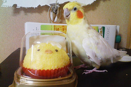 《想救出鳥蛋糕的玄鳳鸚鵡》敲這麼猛不會腦震盪嗎?www 《想救出鳥蛋糕的玄鳳鸚鵡》敲這麼猛不會腦震盪嗎?www