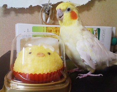 《想救出鳥蛋糕的玄鳳鸚鵡》敲這麼猛不會腦震盪嗎?www 《想救出鳥蛋糕的玄鳳鸚鵡》敲這麼猛不會腦震盪嗎?www