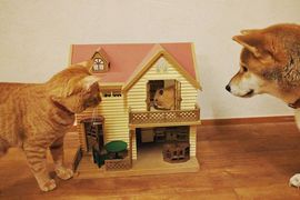 《動物家族》家裡同時有柴柴、喵星人還有鼠鼠會是什麼樣的感受呢? 《動物家族》家裡同時有柴柴、喵星人還有鼠鼠會是什麼樣的感受呢?