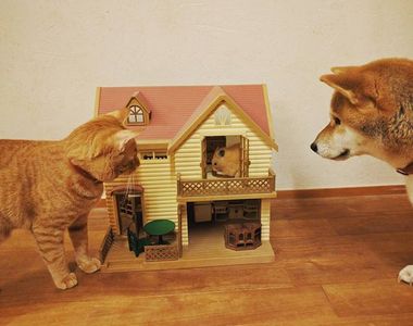 《動物家族》家裡同時有柴柴、喵星人還有鼠鼠會是什麼樣的感受呢? 《動物家族》家裡同時有柴柴、喵星人還有鼠鼠會是什麼樣的感受呢?