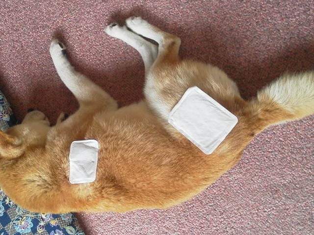 寒冬保暖對策《貼式暖暖包的最佳位置》貼對地方讓身體暖呼呼 寒冬保暖對策《貼式暖暖包的最佳位置》貼對地方讓身體暖呼呼