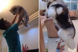 《大狗與過去的小狗》這樣一對比不由得有點感傷啊 《大狗與過去的小狗》這樣一對比不由得有點感傷啊