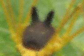 《寶可夢黑兔蜘蛛》Bunny Harvestman 意外發現有可愛的一面 《寶可夢黑兔蜘蛛》Bunny Harvestman 意外發現有可愛的一面