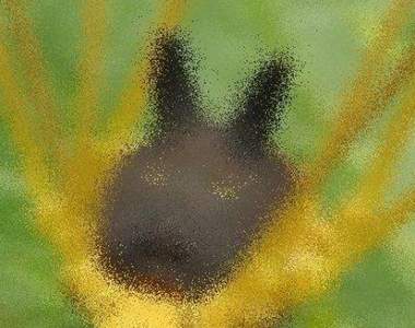 《寶可夢黑兔蜘蛛》Bunny Harvestman 意外發現有可愛的一面 《寶可夢黑兔蜘蛛》Bunny Harvestman 意外發現有可愛的一面