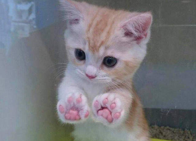 《肉球口味冰淇淋》完全再現貓咪狗狗肉球的味道和...觸感(⊙＿⊙)