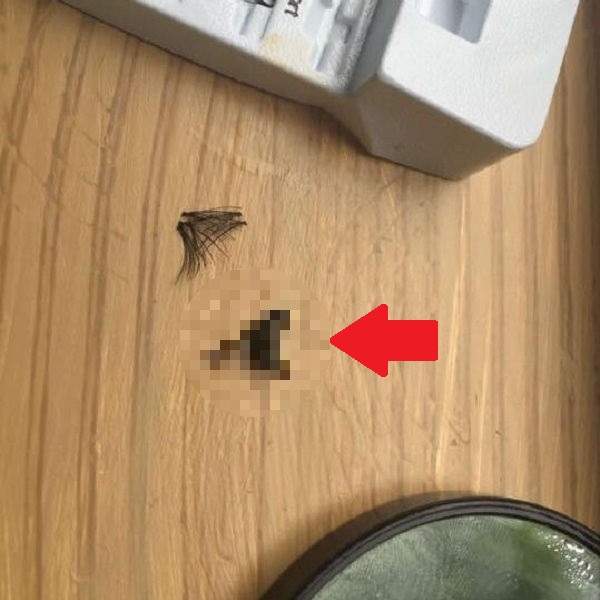 崩潰《假睫毛黏不上去的震撼真相》原來我把OO黏在眼上...... 崩潰《假睫毛黏不上去的震撼真相》原來我把OO黏在眼上......