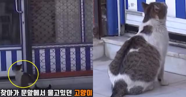 這年頭貓也太聰明《懷孕的貓媽媽竟然跑到醫院求助》結局也很暖心啊