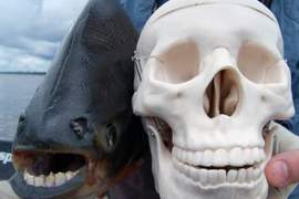 《超詭異動物牙齒》想都想不到張開嘴會是這樣的景像 《超詭異動物牙齒》想都想不到張開嘴會是這樣的景像