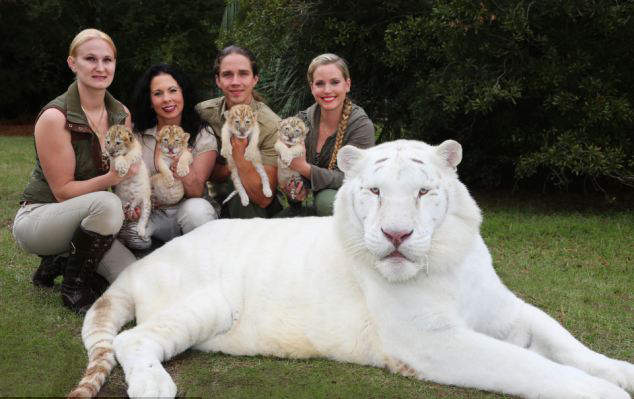 獅子x老虎誕生的《獅虎》那 老虎x獅子生下來的叫什麼? 獅子x老虎誕生的《獅虎》那 老虎x獅子生下來的叫什麼?