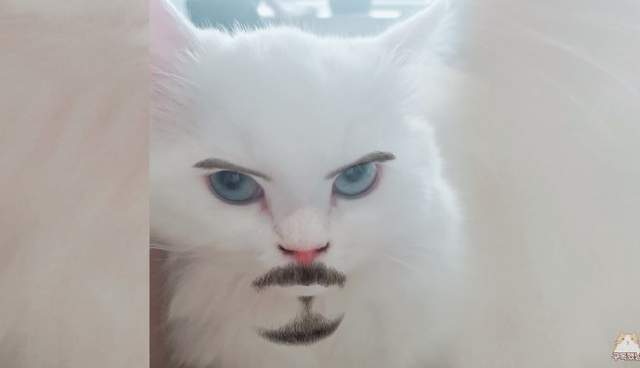 平常都不理我《偏偏在我看書的時候來煩的貓》這時候就這麼愛我