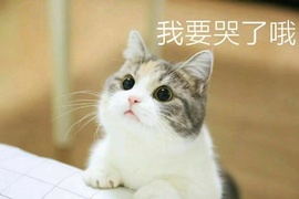 臉書轟動《超可愛貓咪》覺得我可愛就給我魚 臉書轟動《超可愛貓咪》覺得我可愛就給我魚