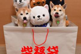 極度治癒《柴犬捉迷藏》一起來找找柴犬在哪裡~絕對難不倒你 極度治癒《柴犬捉迷藏》一起來找找柴犬在哪裡~絕對難不倒你