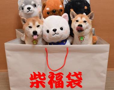 極度治癒《柴犬捉迷藏》一起來找找柴犬在哪裡~絕對難不倒你 極度治癒《柴犬捉迷藏》一起來找找柴犬在哪裡~絕對難不倒你
