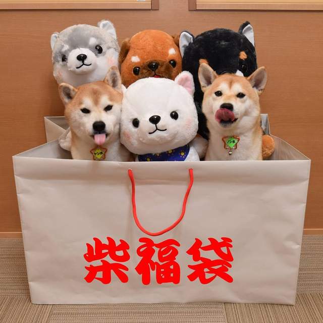 極度治癒《柴犬捉迷藏》一起來找找柴犬在哪裡～絕對難不倒你