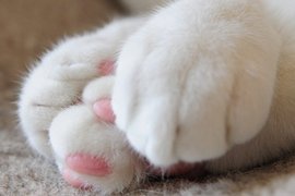 《肉球日》2月9日不僅是「肉之日」也是Q彈Q彈肉球日唷(擊掌) 《肉球日》2月9日不僅是「肉之日」也是Q彈Q彈肉球日唷(擊掌)