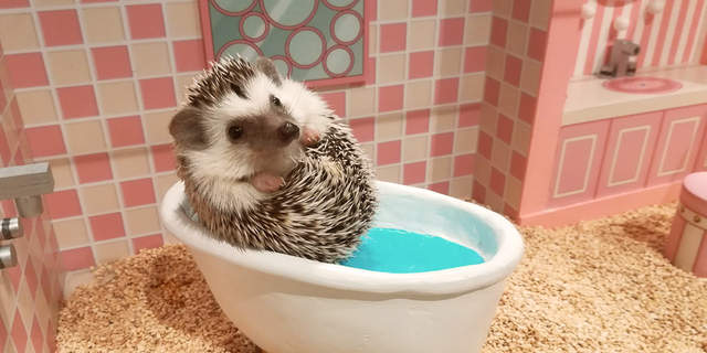 《刺蝟娃娃屋》日本第一間刺蝟住在娃娃屋裡的刺蝟咖啡廳