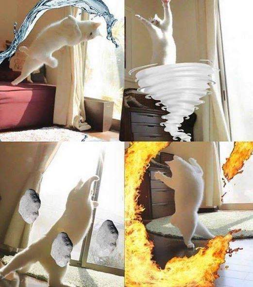 人類的救世主來了《能操控地水火風的貓》這四隻白腳一定有裝彈簧 一定有！