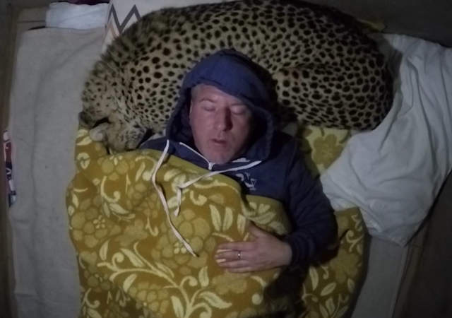 《把獵豹當枕頭睡覺》人家是去認真研究大貓的(呼嚕嚕) 《把獵豹當枕頭睡覺》人家是去認真研究大貓的(呼嚕嚕)