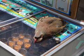 演技派《餓倒在飼料櫃上的鳥兒》給我飯飯吃...(趴) 演技派《餓倒在飼料櫃上的鳥兒》給我飯飯吃...(趴)