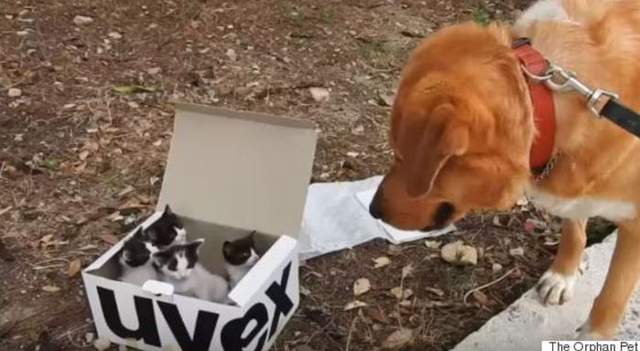 《被遺棄的四隻小貓驚見超大狗》跪求小貓的心理陰影面積...