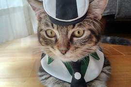 TIGER & BUNNY《貓咪版虎叔》這樣的虎叔太犯規了 ❤ TIGER & BUNNY《貓咪版虎叔》這樣的虎叔太犯規了 ❤