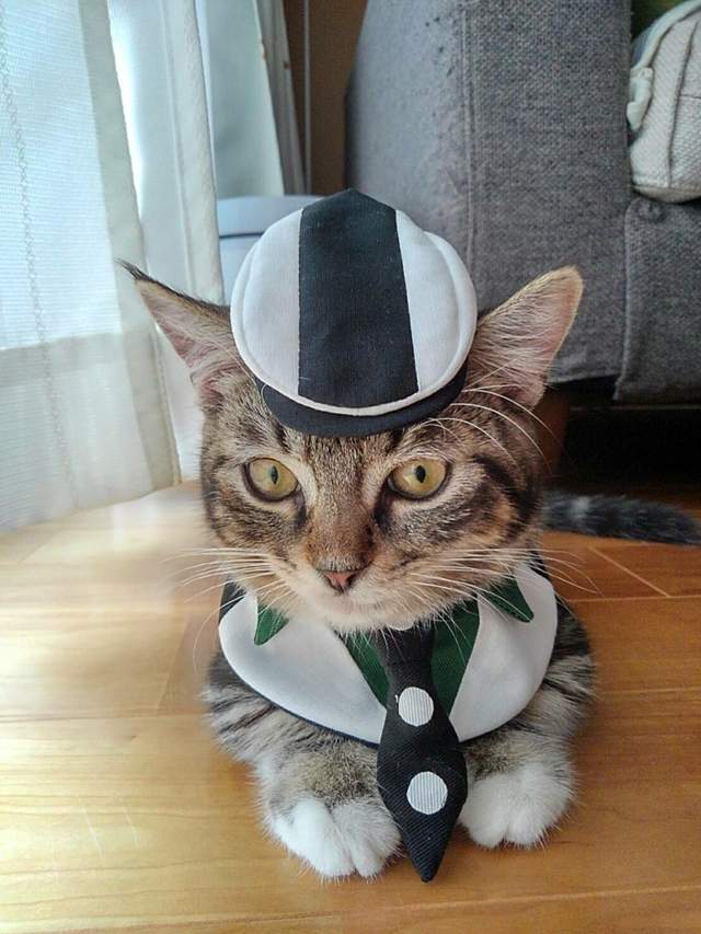 TIGER & BUNNY《貓咪版虎叔》這樣的虎叔太犯規了 ❤ TIGER & BUNNY《貓咪版虎叔》這樣的虎叔太犯規了 ❤